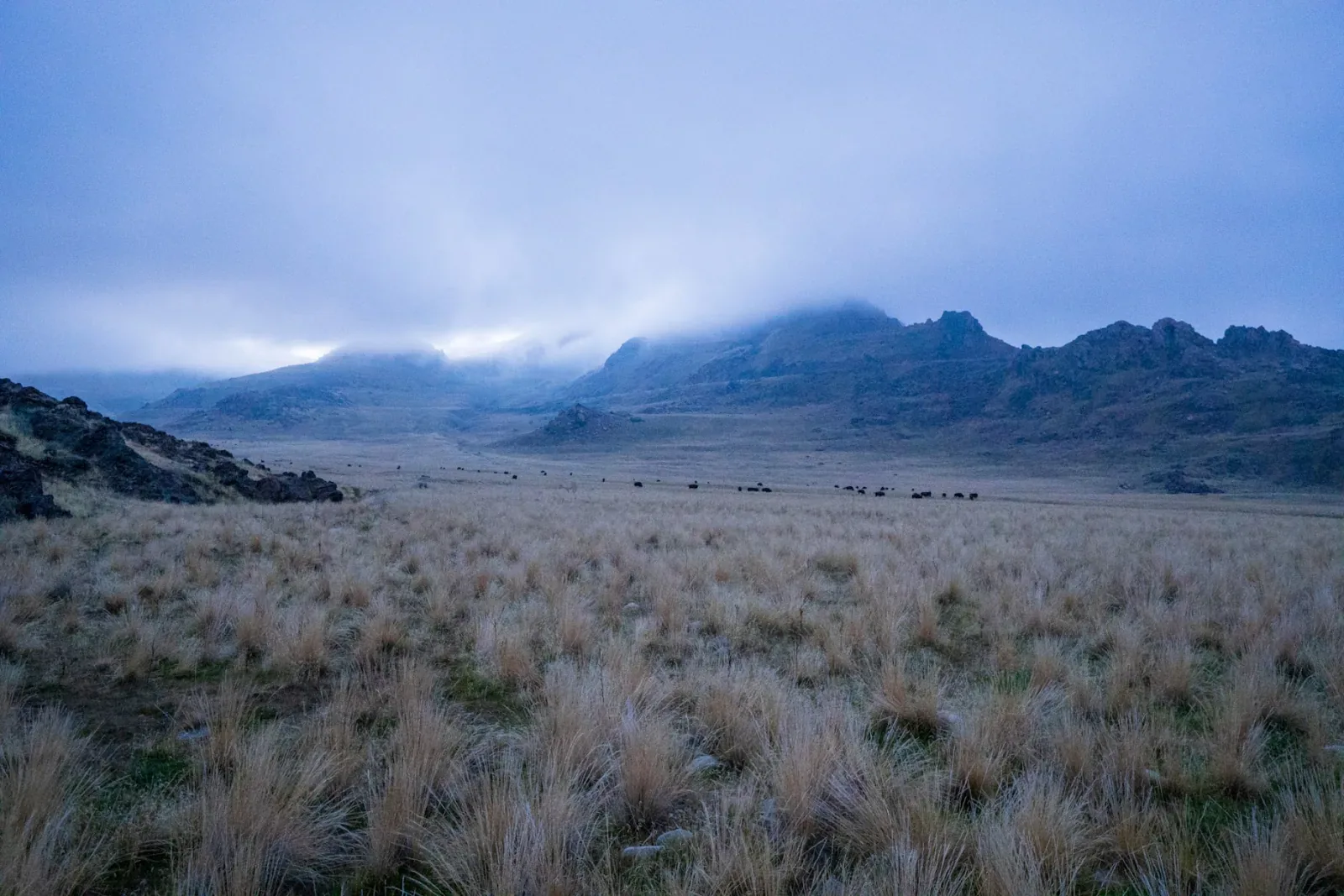 Bison in the canyon in the morning